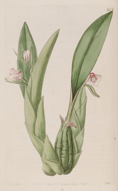 Illustration von Eria rosea von John Lindley